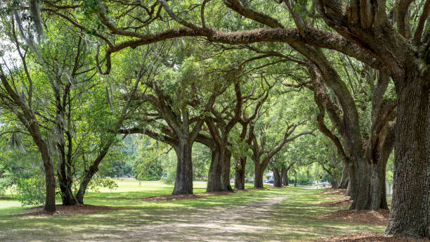 Live Oak Trees Spanish Moss Path Taken 2019 tree lined driveway stock pictures, royalty-free photos & images