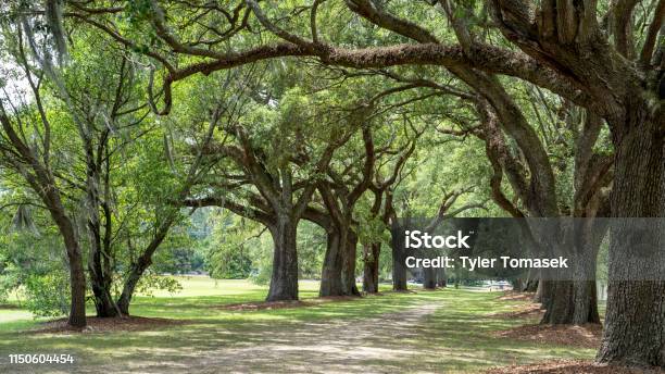 Live Oak Trees Spanish Moss Path Stock Photo - Download Image Now - South Carolina, Oak Tree, Plantation