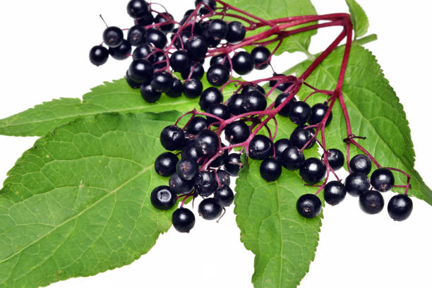 istock Twig with elderberry and a leaf isolated 1150604724