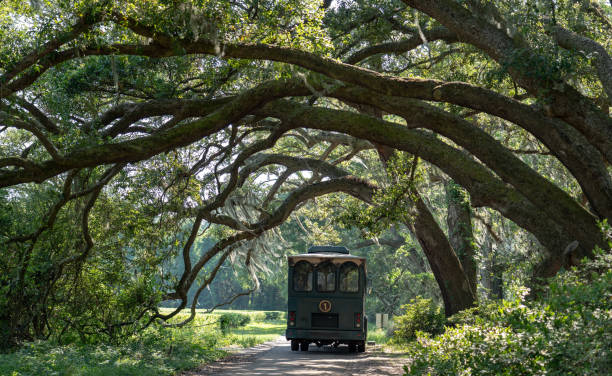 tram on dirt road live oak - southern charm imagens e fotografias de stock