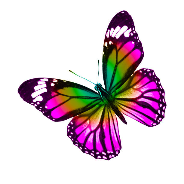 istock tropical colorful butterfly isolated on white background 1150607453