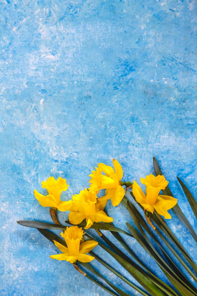 istock Daffodil flowers yellow on a blue marble background, there is an empty space for text. Flat Lay. View from above. Concept. 1150609039