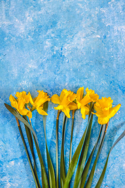 istock Daffodil flowers yellow on a blue marble background, there is an empty space for text. Flat Lay. View from above. Concept. 1150609042