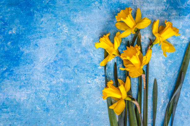 istock Daffodil flowers yellow on a blue marble background, there is an empty space for text. Flat Lay. View from above. Concept. 1150609045
