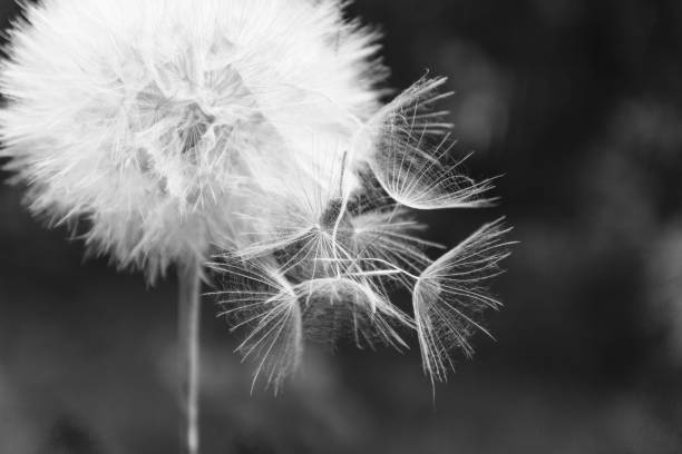 istock One White dandelion scatters, close-up on a dark background. Macro. Black and white, monochrome 1150609047
