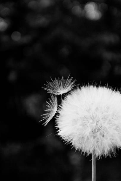 istock One White dandelion scatters, close-up on a dark background. Macro. Black and white, monochrome 1150609067