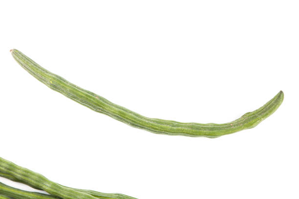 Fresh green Pods of Moringa oleifera,  horseradish, drumstick tree, is a kind of local plant of Thailand. its medicinal properties and health benefits. Isolated on a white background