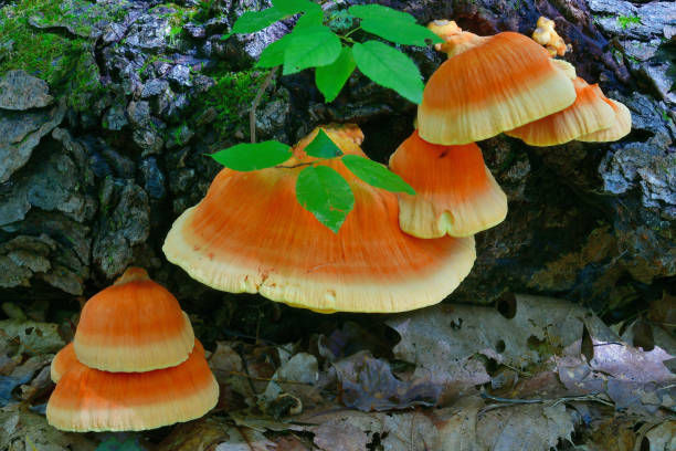 istock Chicken of the woods 1 1150610615