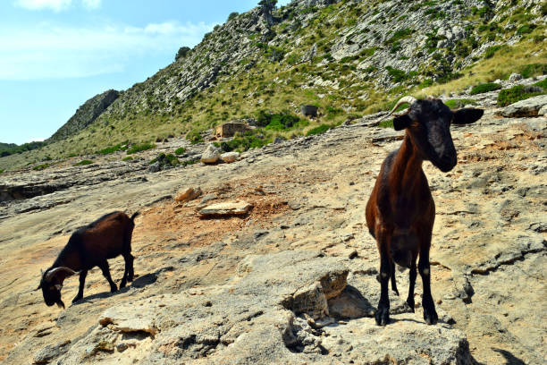 istock Two wild tamed goat is looking and walking on the hill 1150611137