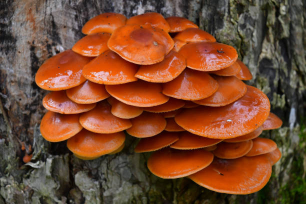 istock Velvet foot mushrooms 1150611141