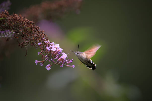 istock Hummingbird Hawk Moth sucking nectar from flower 1150611935