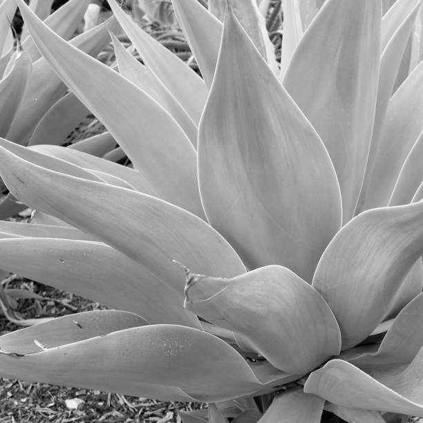 istock Southern California Coastal Plants 1150613393