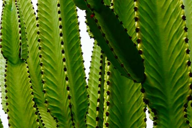Native plants and wildlife along the Southern California Coast