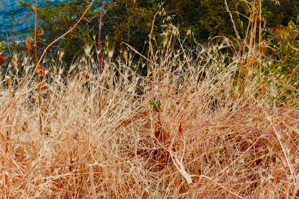 istock Southern California Coastal Plants 1150613425