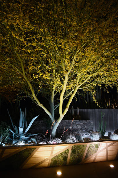 istock desert view of tree at night 1150615305