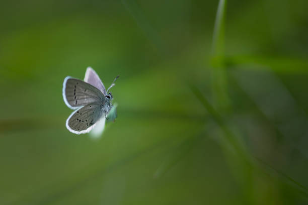 butterfly on a leaf