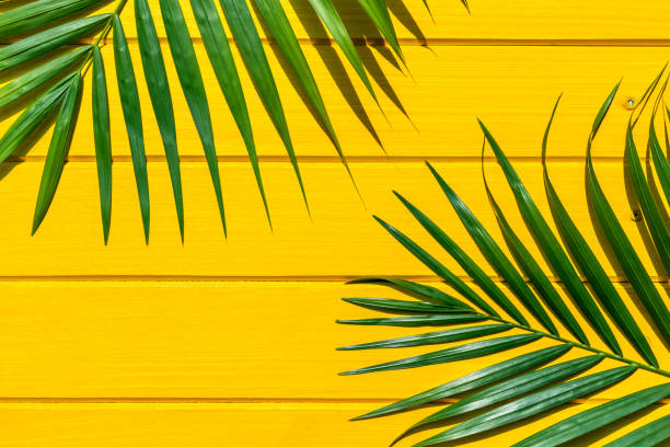 istock Palm green leaf on yellow wood view from above. 1150617581