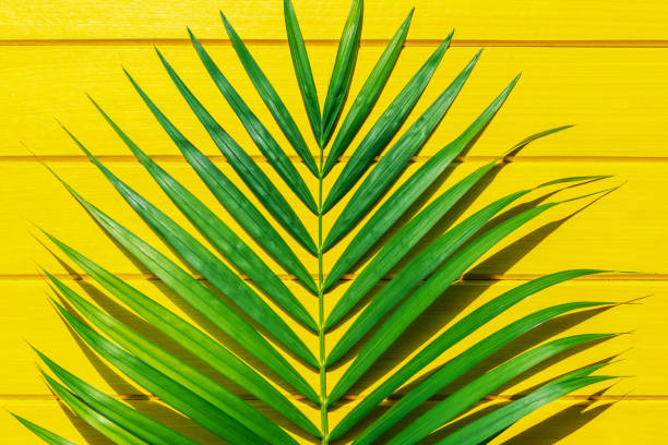 istock Palm green leaf on yellow wood view from above. 1150617590
