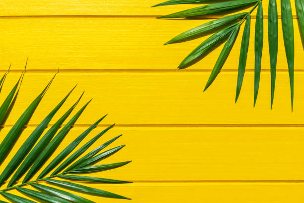 istock Palm green leaf on yellow wood view from above. 1150617597