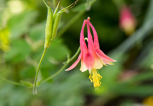 Close up view of a red blooming wild columbine flower