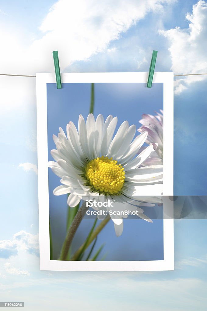 daisy - Foto stock royalty-free di Cielo