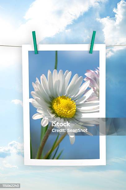 Margarida - Fotografias de stock e mais imagens de Céu - Céu, Flor, Varal de Roupa