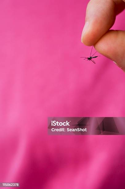 Mosquito - Fotografias de stock e mais imagens de Dedo Indicador - Dedo Indicador, Esmagado, Mosquito