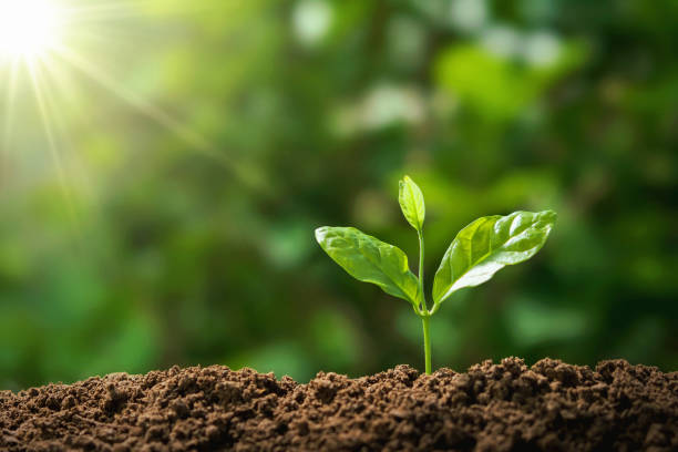 istock tree growing in nature with sunshine. concept eco earth day 1150625779