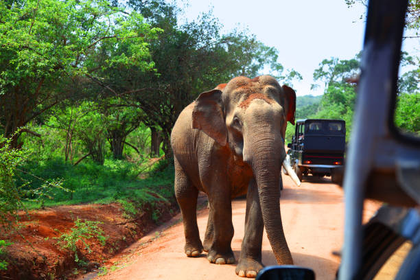 Elephant encounter on road while on safari in Yala National Park Elephant encounter on road in front of safari vehicles in Yala National Park indian elephant photos stock pictures, royalty-free photos & images