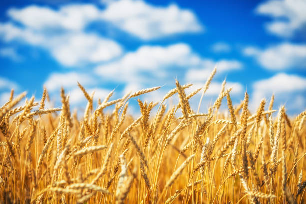 istock Golden wheat field over blue sky at sunny day. 1150629274