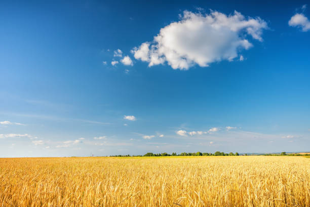 istock Golden wheat field over blue sky at sunny day. 1150629277