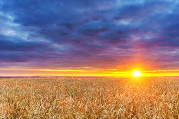 istock Sunset above the wheat field 1150629280