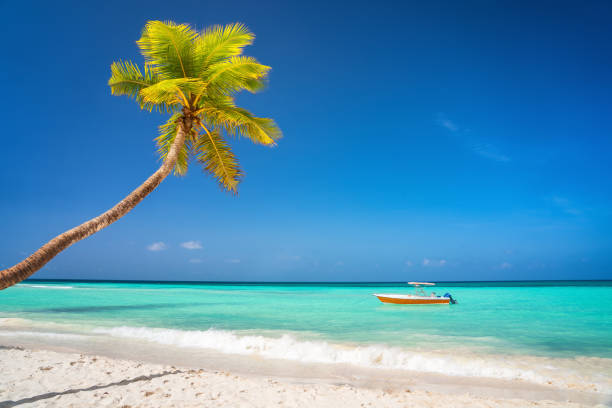 istock Sunny tropical beach in dominican republic 1150629283