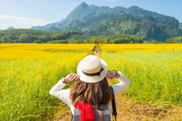 Photo of Back view of young tourist woman traveling in Sunhemp field (Crotalaria Juncea) at the foothills of Doi Nang Non mountain in Mae Sai district of Chiang Rai province, Thailand.