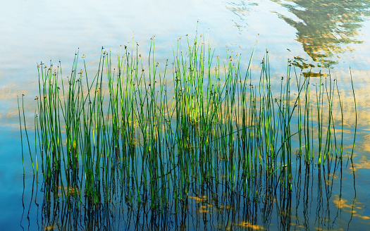 Natural green reeds plant with still water in pond