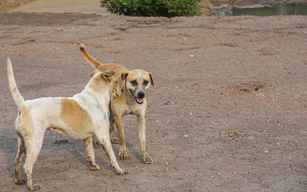 istock two Thai dogs play on muddy ground 1150631166
