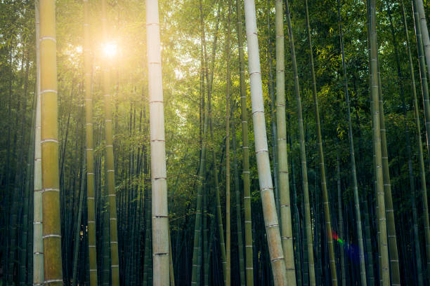 istock Sun shining through Arashiyama Bamboo Forest in Kyoto, Japan 1150632914