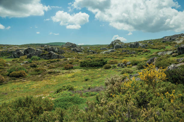 istock Bushes among rocky terrain on highlands 1150632963