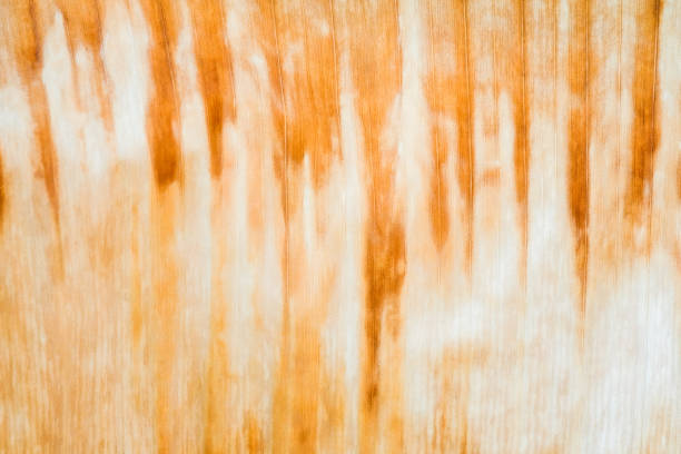 istock Pattern on the surface of plant leaves 1150633771
