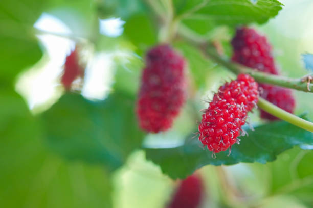 istock Mulberry fruit that is ripe on the tree 1150633787