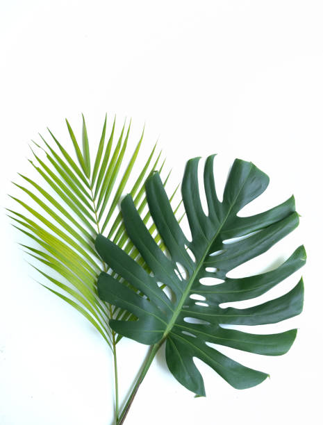 istock Fresh Monstera leaf and Palm leaf 1150635750