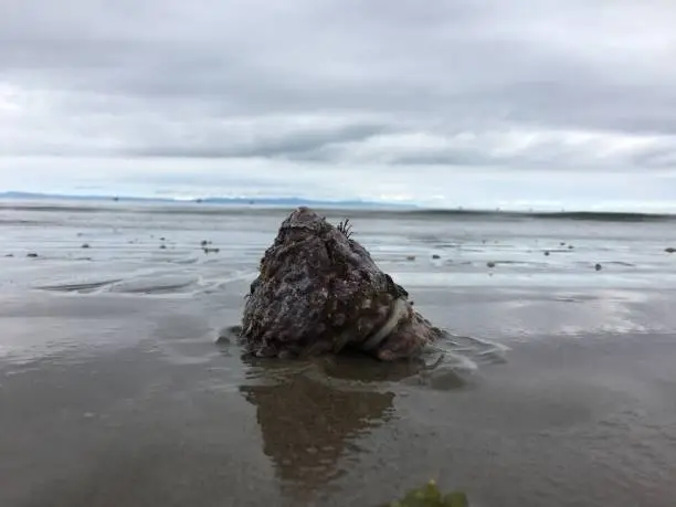Seasnail at low tide