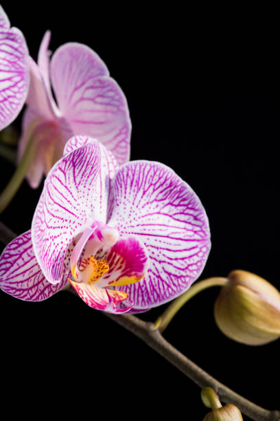 istock Orchid flowers with Blurred background 1150637552