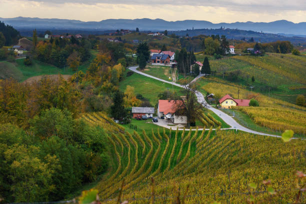 슬로베니아 언덕의 아름 다운 포도 원 풍경. 루브 머. 슬로베니아 북동부 - slovenia vineyard grape jeruzalem 뉴스 사진 이미지