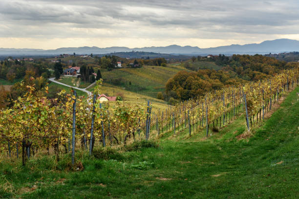 슬로베니아 언덕의 아름 다운 포도 원 풍경. 루브 머. 슬로베니아 북동부 - slovenia vineyard grape jeruzalem 뉴스 사진 이미지