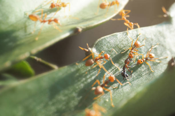 istock Red ants are helping to fight with enemies. 1150641491