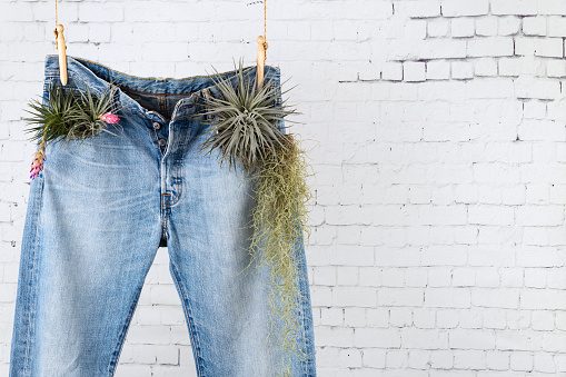 Recycle your Denim jeans concept. Close up on a pair of blue jeans hanging on a natural rope with wooden clothespin and plants in the front pockets, over a vintage white brick wall with copy space.