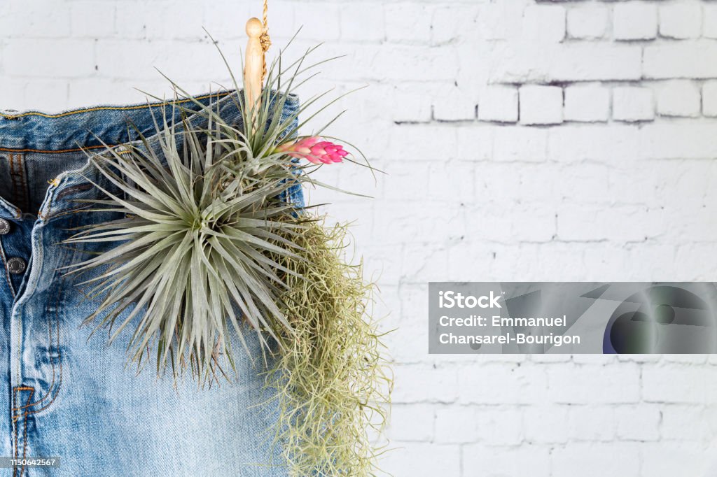 Recycle your Denim jeans concept half top part with copy space. Recycle your Denim jeans concept. Close up on the upper half of a pair of blue jeans hanging on a natural rope with wooden clothespin and plants in the front pockets, over a vintage white brick wall with copy space. Jeans Stock Photo