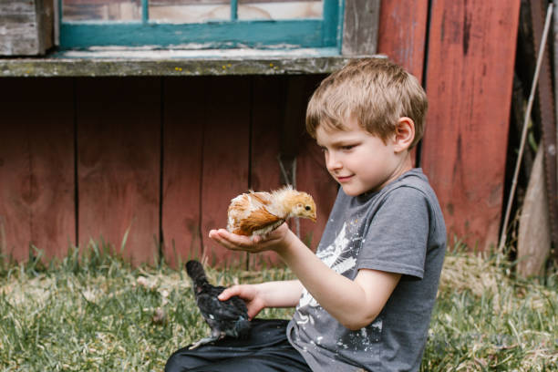 istock Child with baby chickens 1150643802