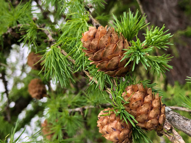 istock The Shortleaf pine (Pinus echinata) or die Fichtenkiefer 1150644441